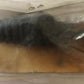 YAMAHA-RD125LC -COVER, DUST